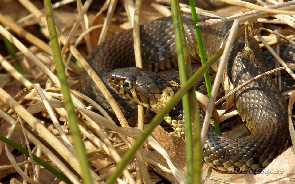 Grass Snake (Natrix natrix)